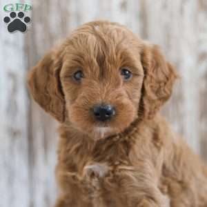 Jerusha, Mini Goldendoodle Puppy